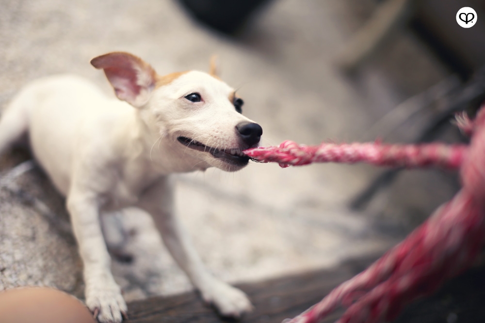 heartpatrick pets dogs jack russell terrier