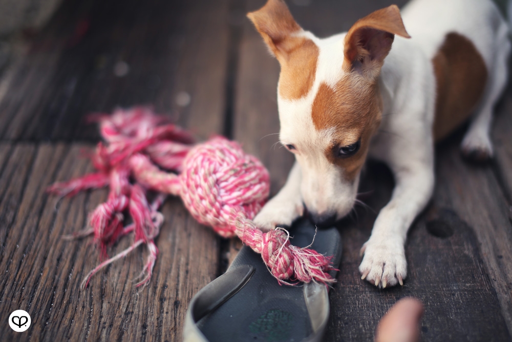 heartpatrick pets dogs jack russell terrier