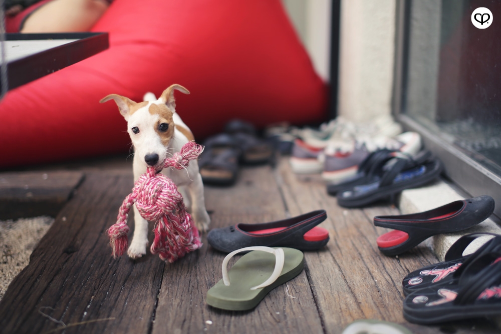 heartpatrick pets dogs jack russell terrier