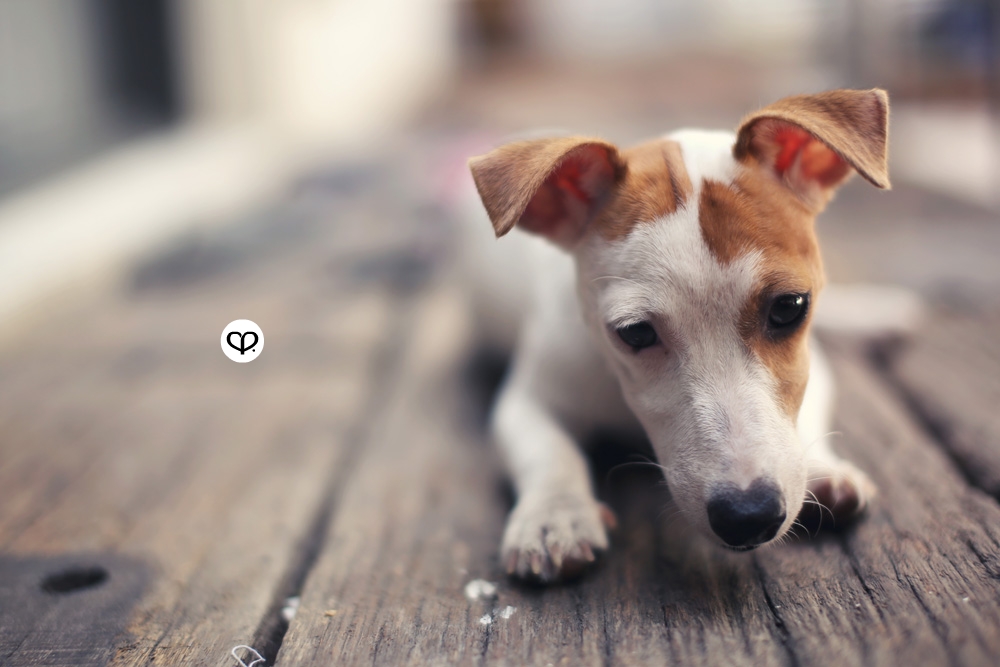 heartpatrick pets dogs jack russell terrier