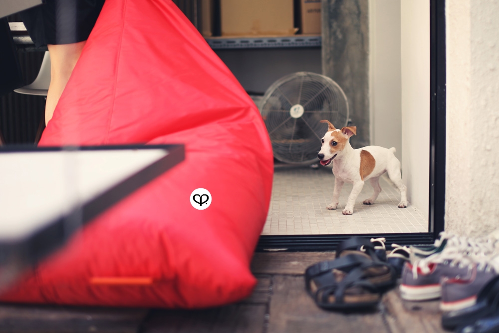 heartpatrick pets dogs jack russell terrier