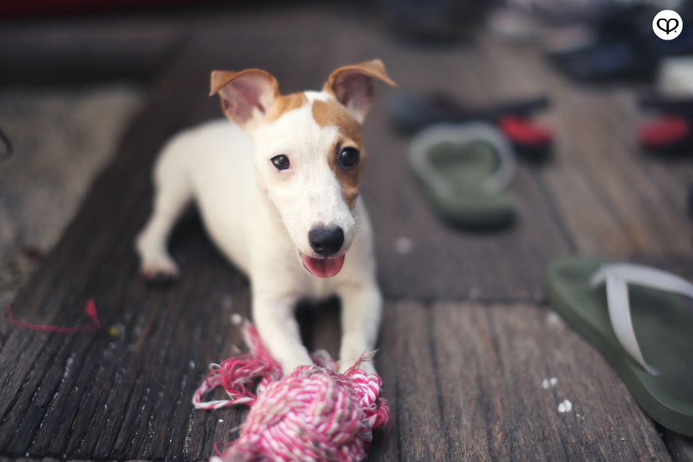 heartpatrick pets dogs jack russell terrier