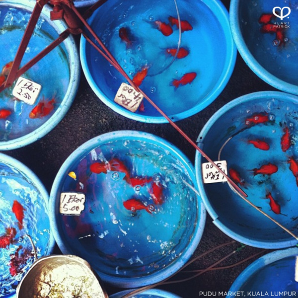 heartpatrick instagram