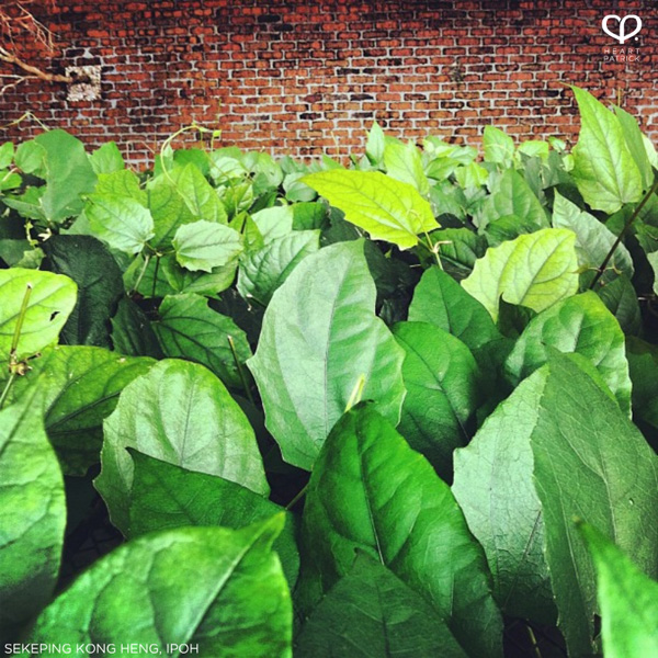 heartpatrick instagram