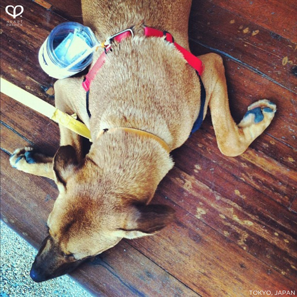 heartpatrick instagram