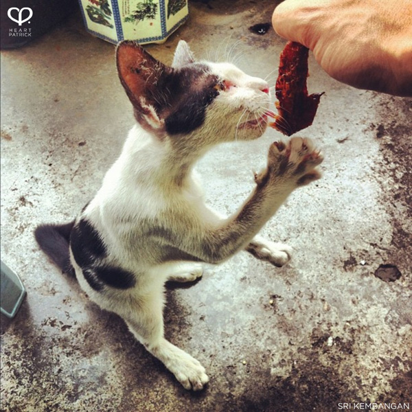 heartpatrick instagram