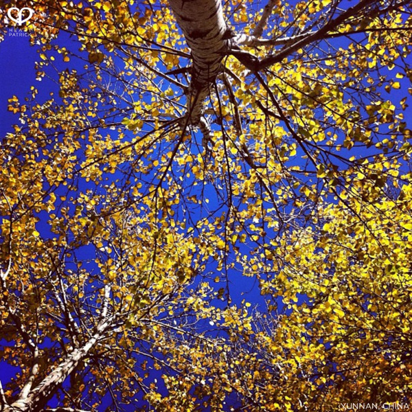 heartpatrick instagram