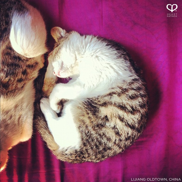 heartpatrick instagram