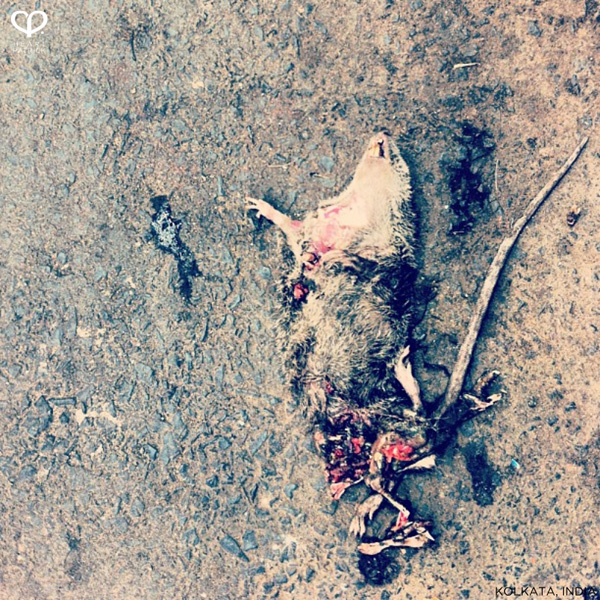 heartpatrick instagram