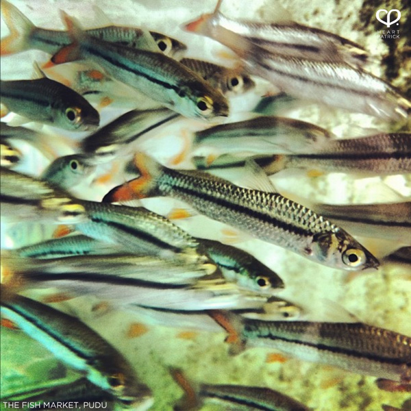 heartpatrick instagram