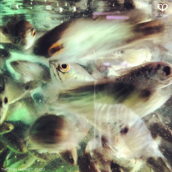 heartpatrick instagram