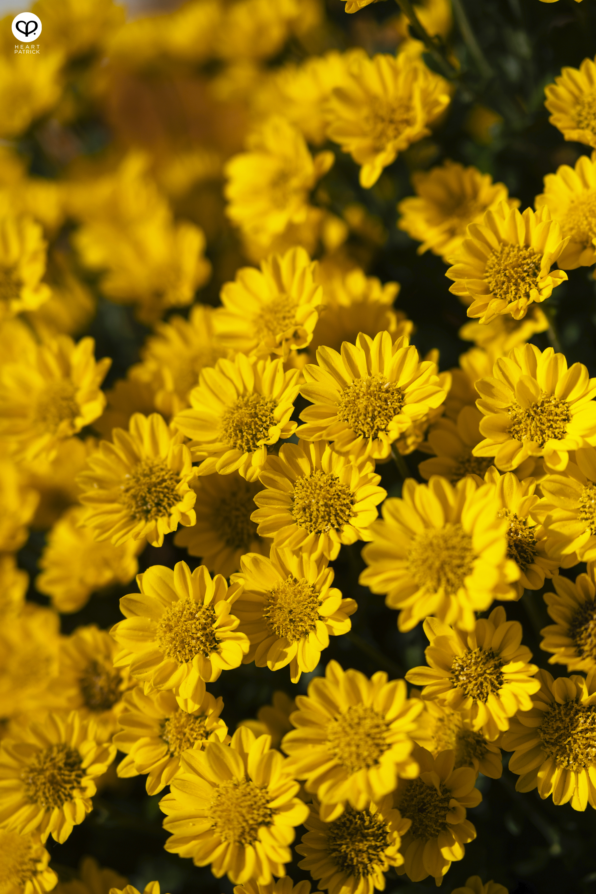 heartpatrick travel aerial heritage photography townscape mitarai hiroshima japan