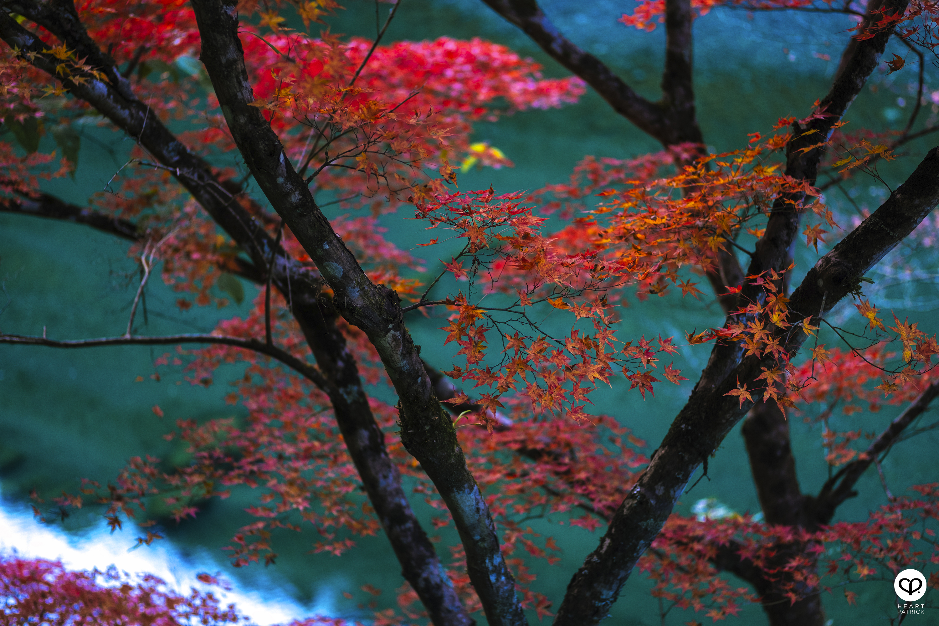 heartpatrick travel photography autumn iya valley tokushima japan