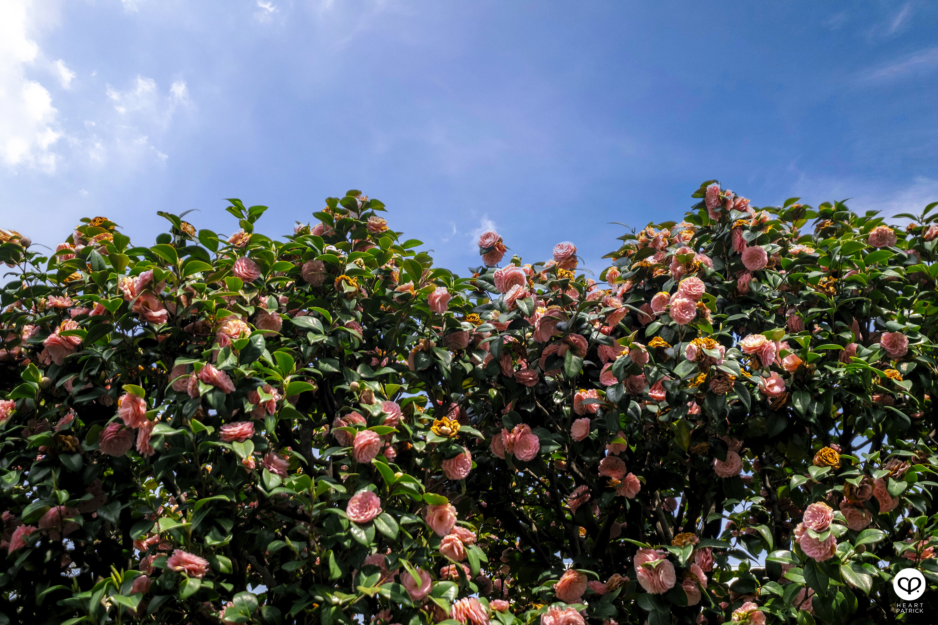heartpatrick architecture street photography tokyo japan