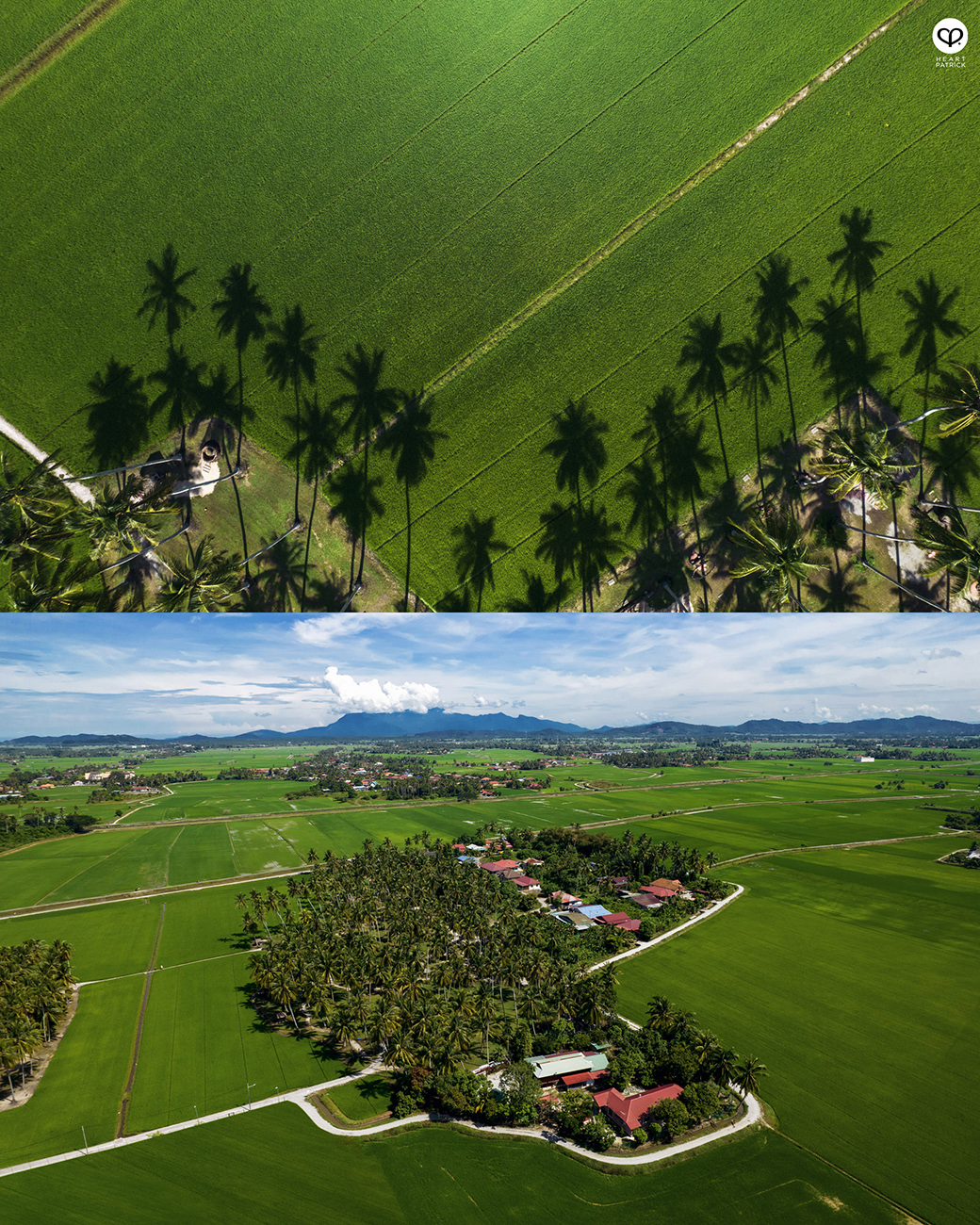 heartpatrick urban exploring kampung agong penang paddy field coconut trees