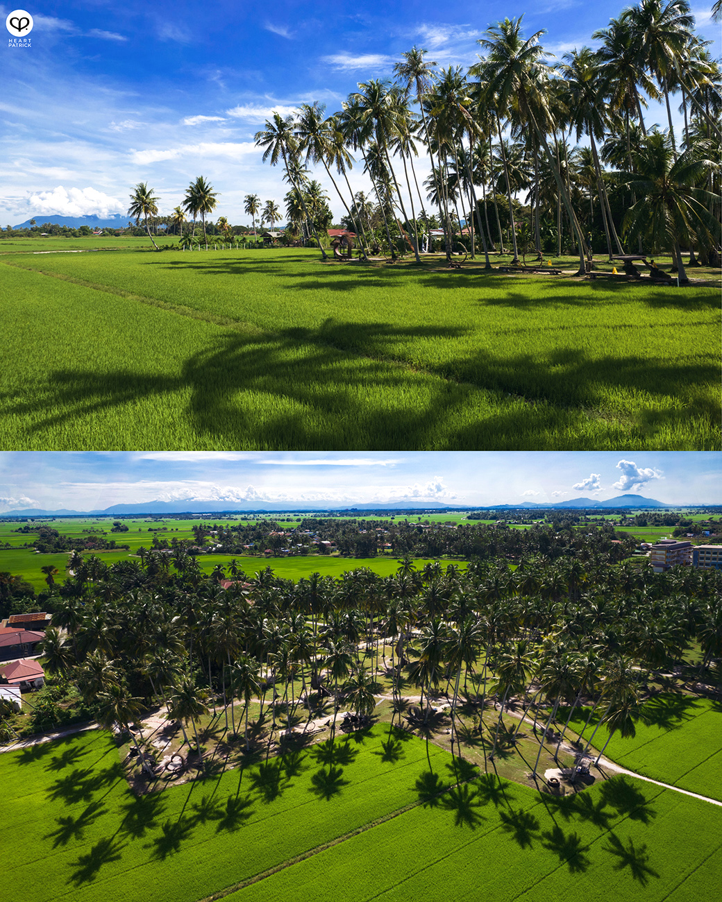 heartpatrick urban exploring kampung agong penang paddy field coconut trees