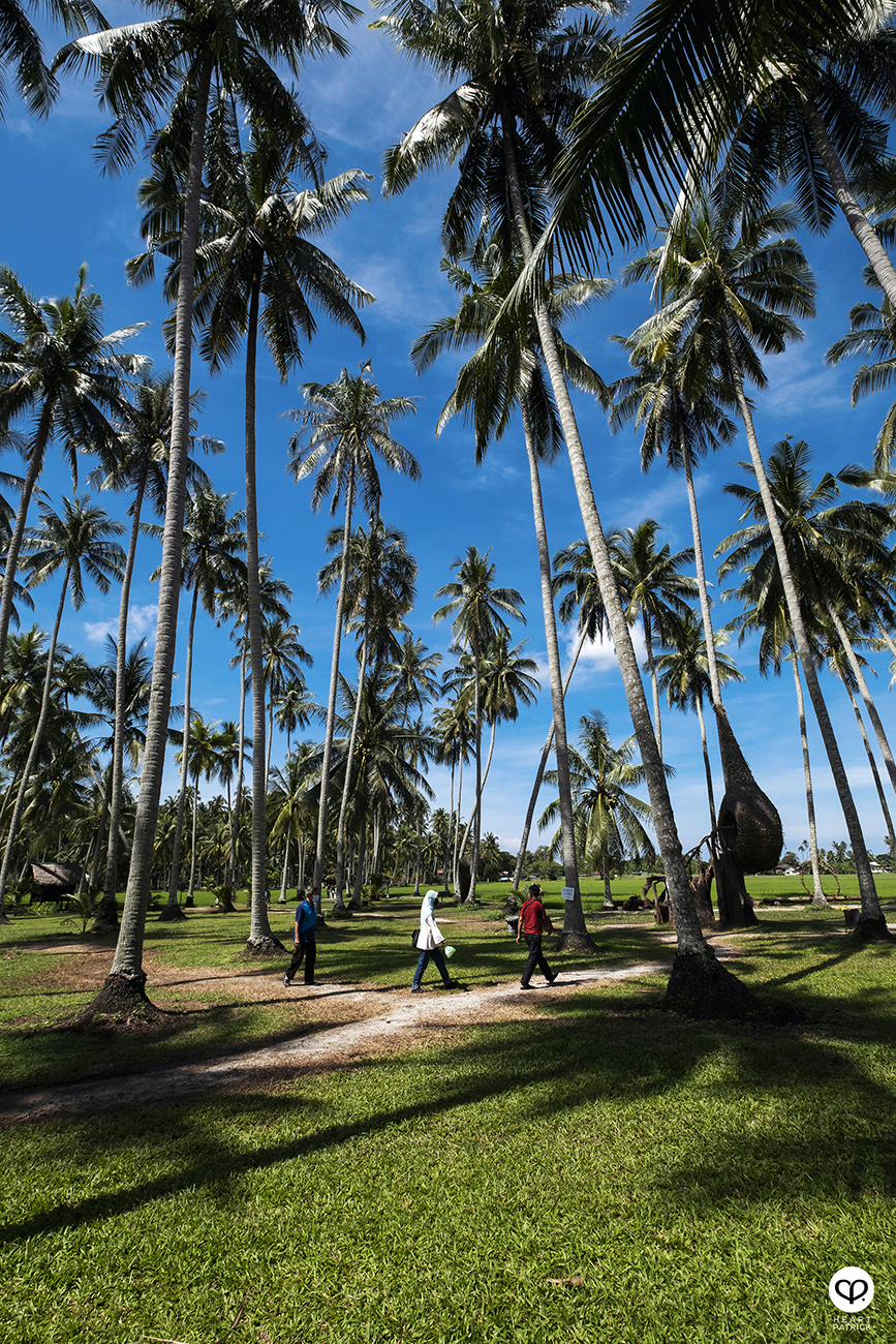 heartpatrick urban exploring kampung agong penang paddy field coconut trees