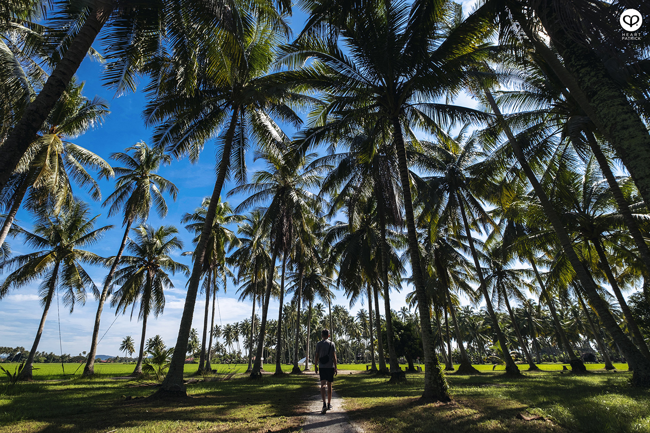 heartpatrick urban exploring kampung agong penang paddy field coconut trees