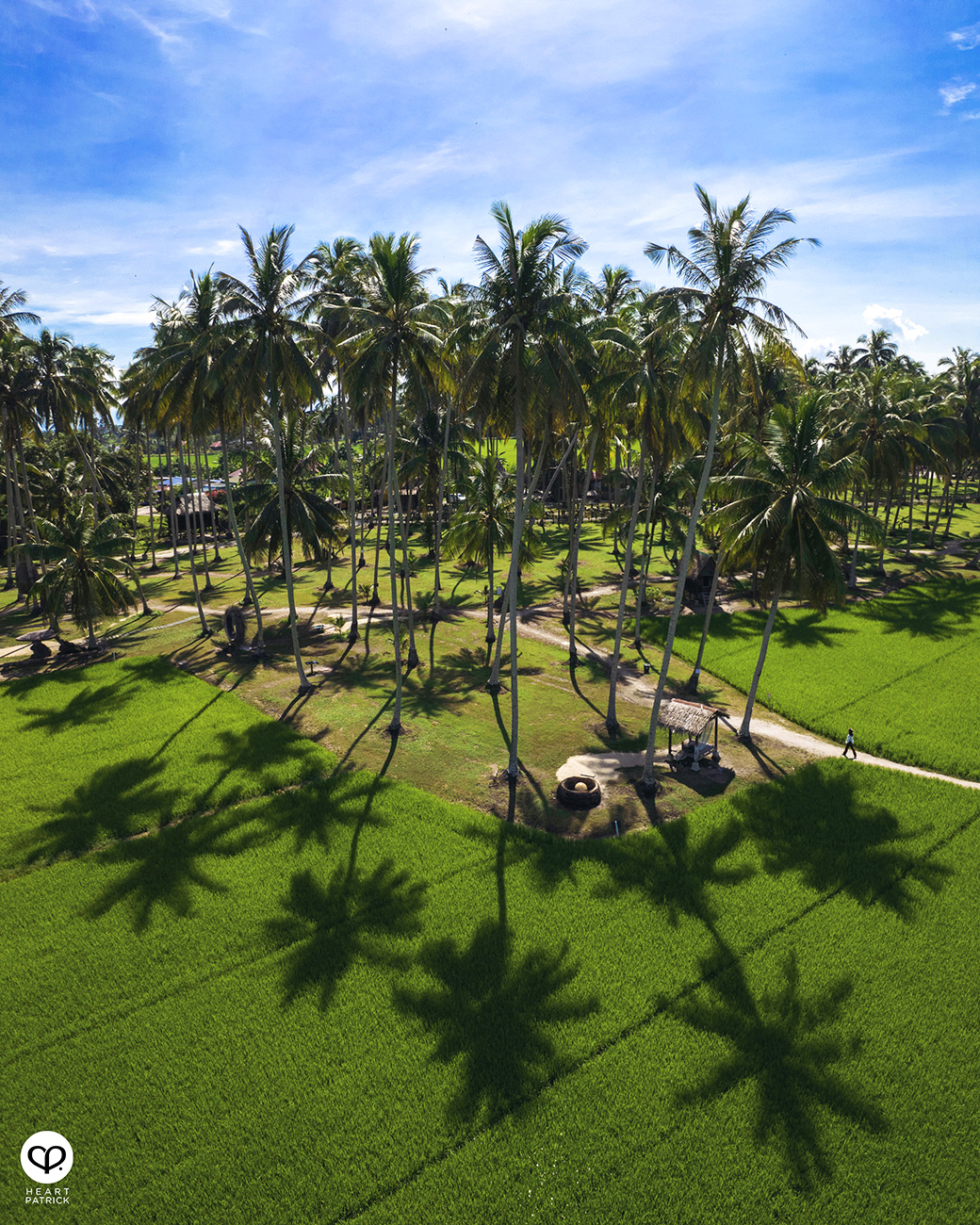 heartpatrick urban exploring kampung agong penang paddy field coconut trees