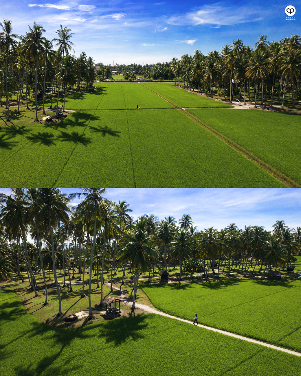 heartpatrick urban exploring kampung agong penang paddy field coconut trees