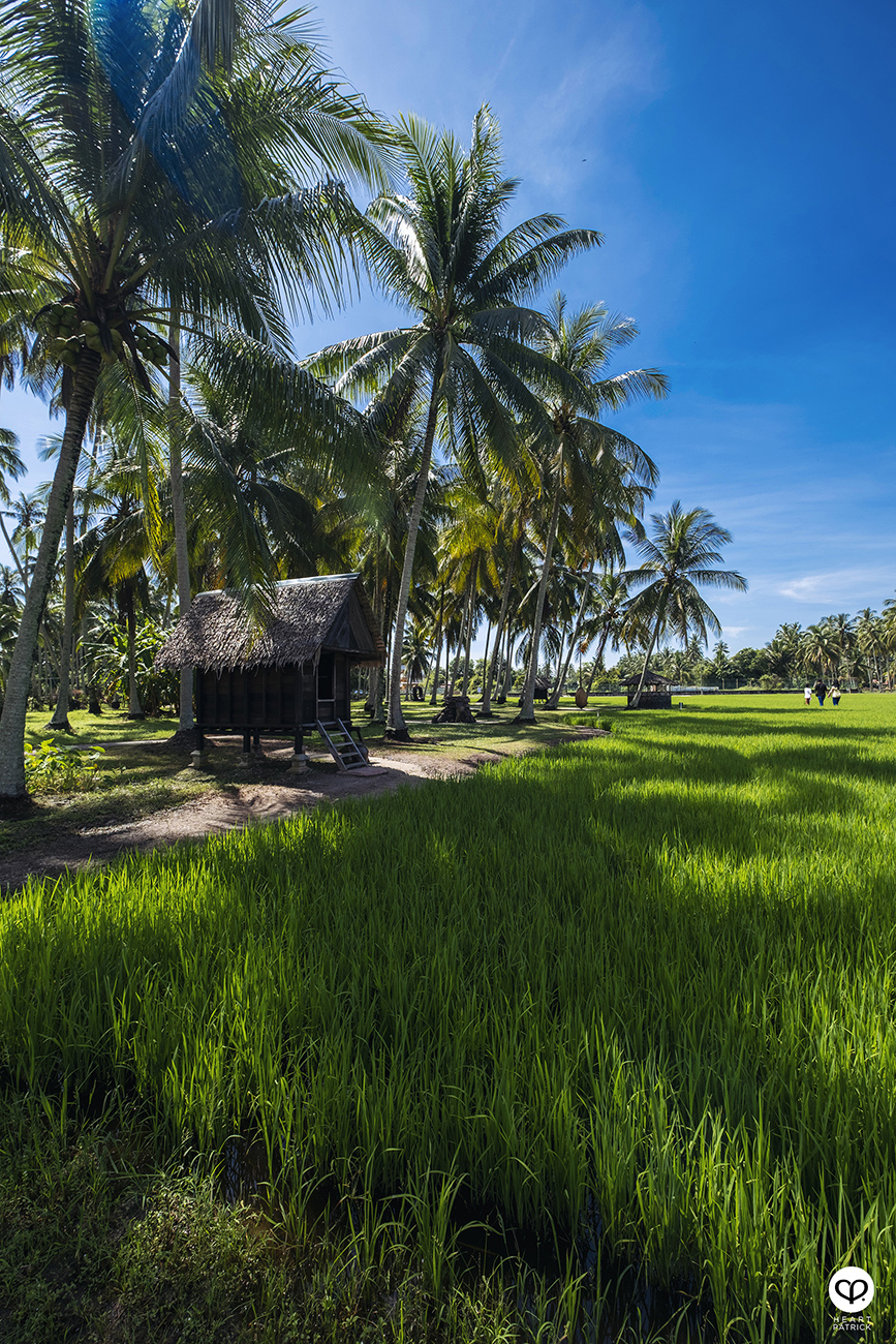 heartpatrick urban exploring kampung agong penang paddy field coconut trees