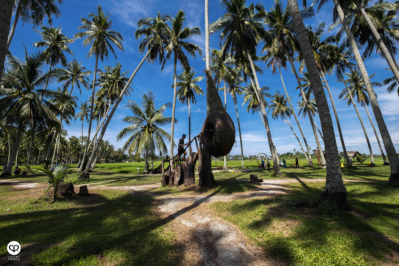 heartpatrick urban exploring kampung agong penang paddy field coconut trees