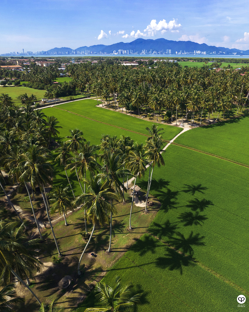 heartpatrick urban exploring kampung agong penang paddy field coconut trees