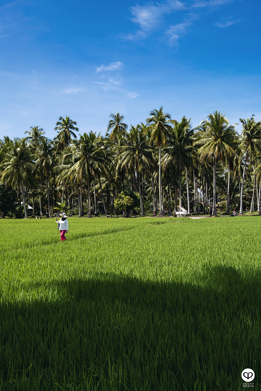 heartpatrick urban exploring kampung agong penang paddy field coconut trees