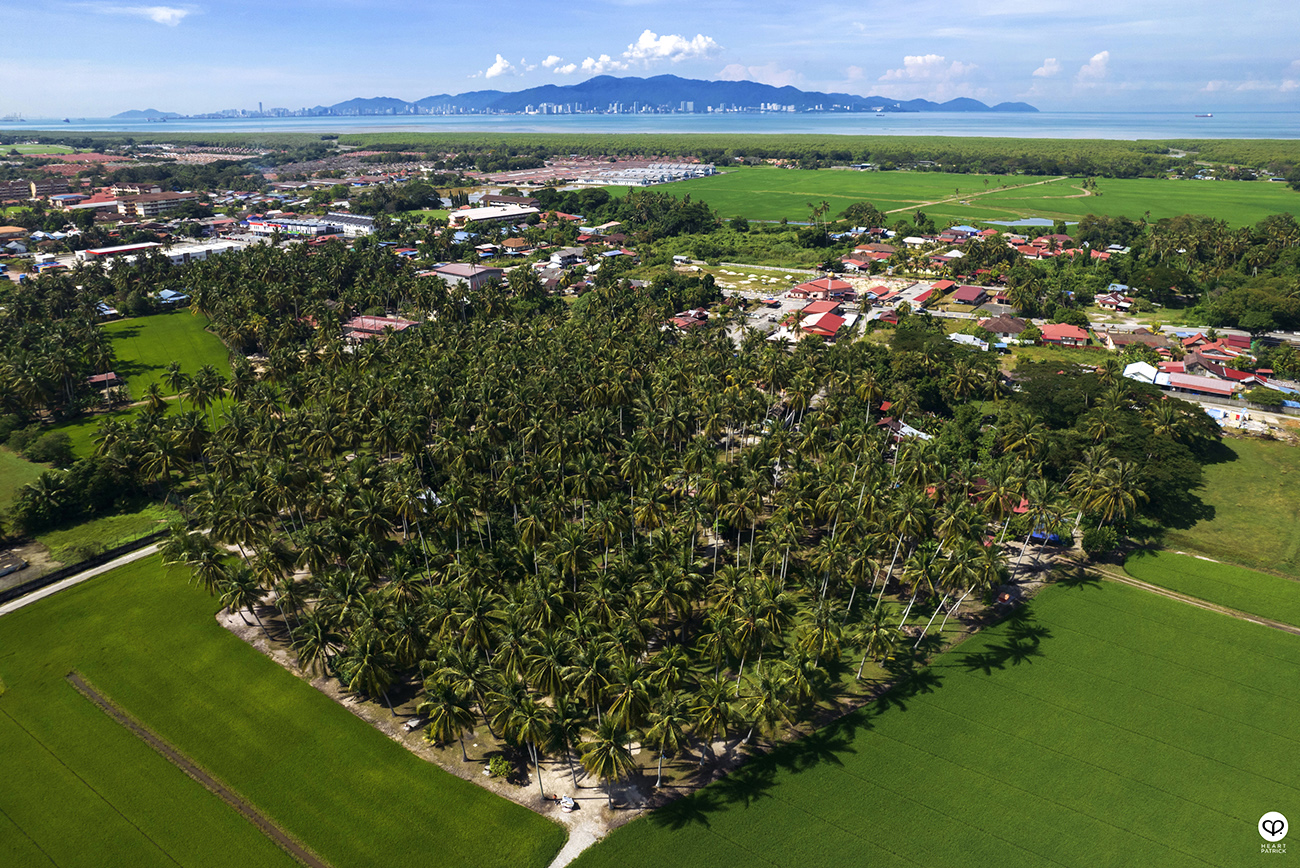 heartpatrick urban exploring kampung agong penang paddy field coconut trees