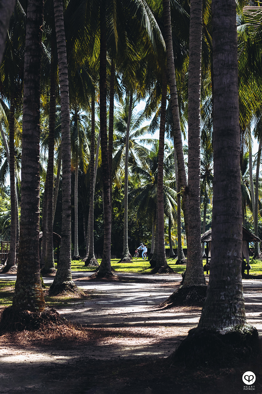 heartpatrick urban exploring kampung agong penang paddy field coconut trees