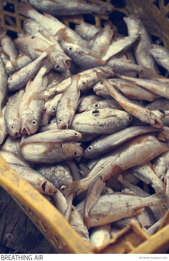 heartpatrick selangor urban heritage kuala kubu baru