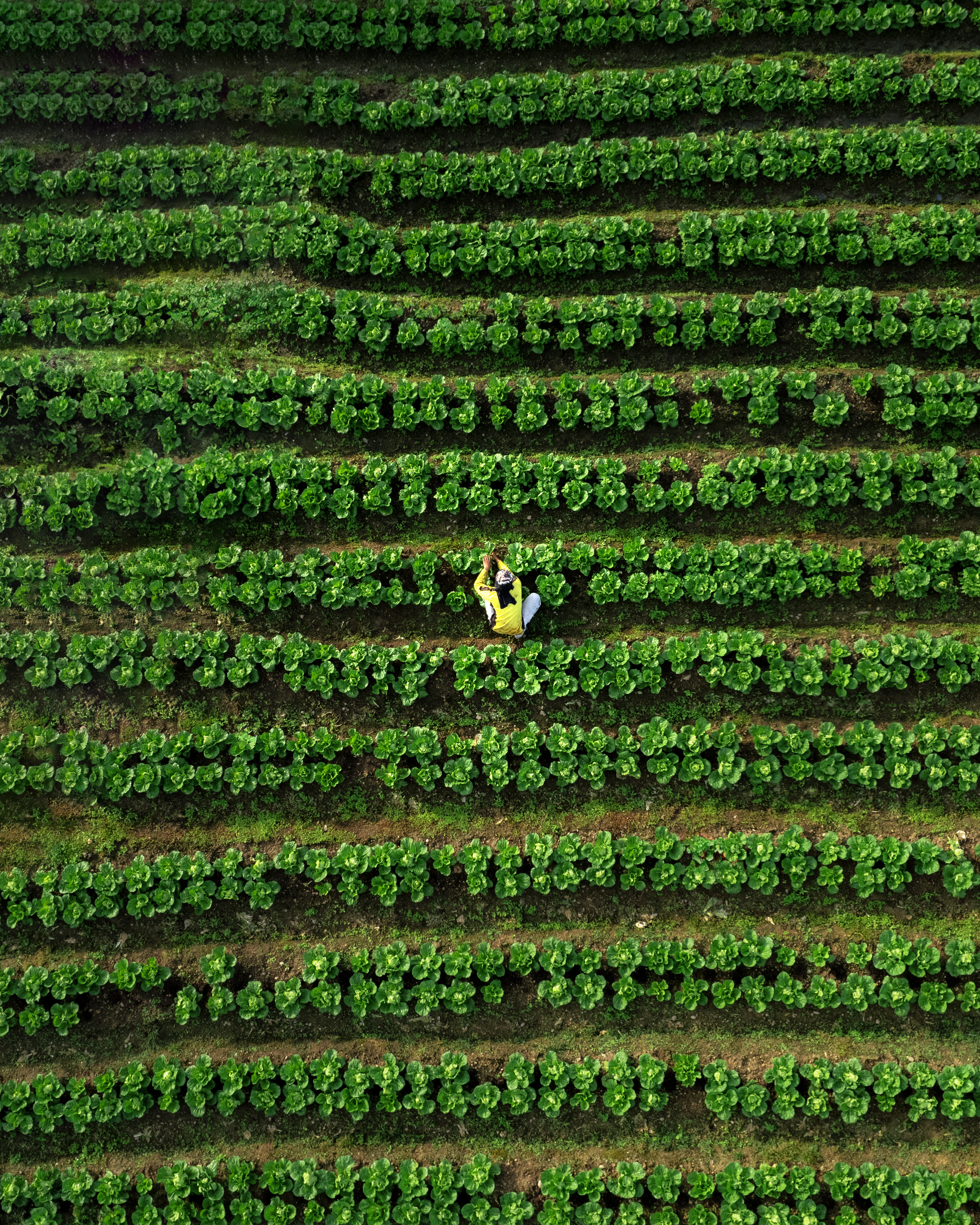 heartpatrick travel photography kundasang mount kinabalu sabah
