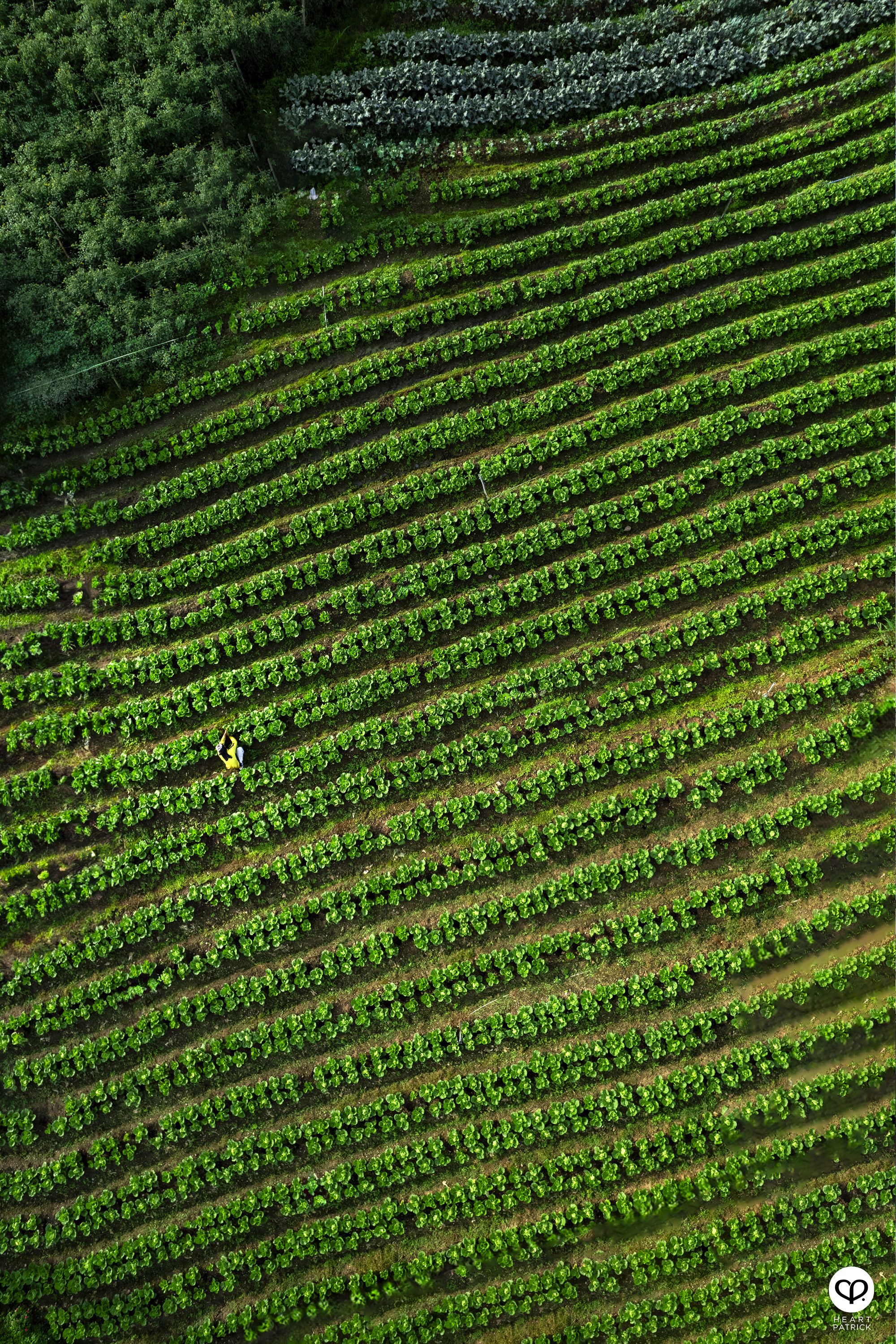 heartpatrick travel photography kundasang mount kinabalu sabah