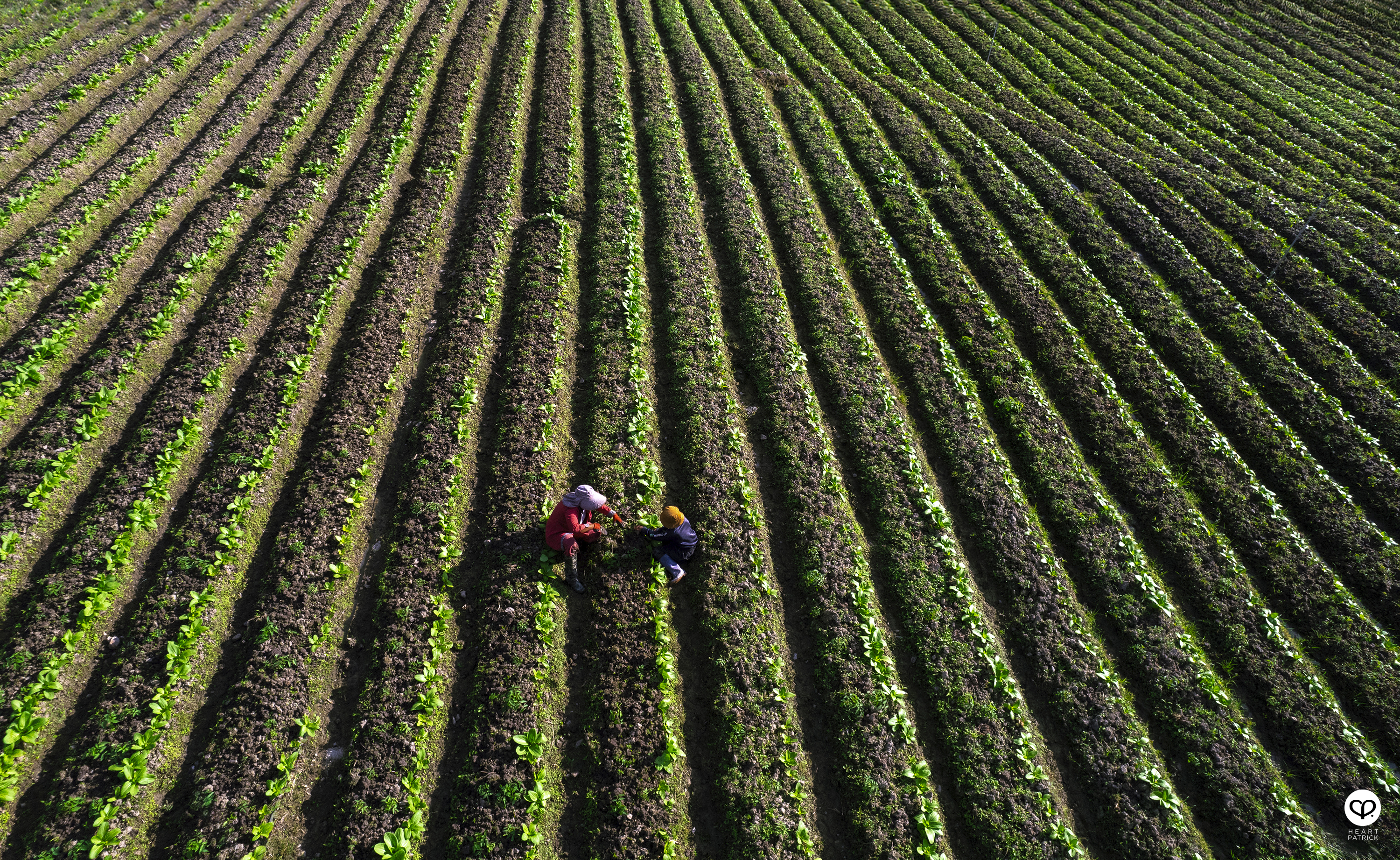 heartpatrick travel photography kundasang mount kinabalu sabah