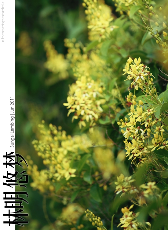 sungai lembing urban heritage photojournalism street photography