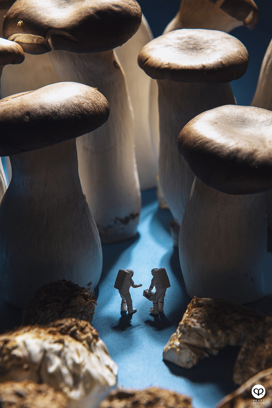 heartpatrick product photography four seasons mooncake 2021 mid autumn