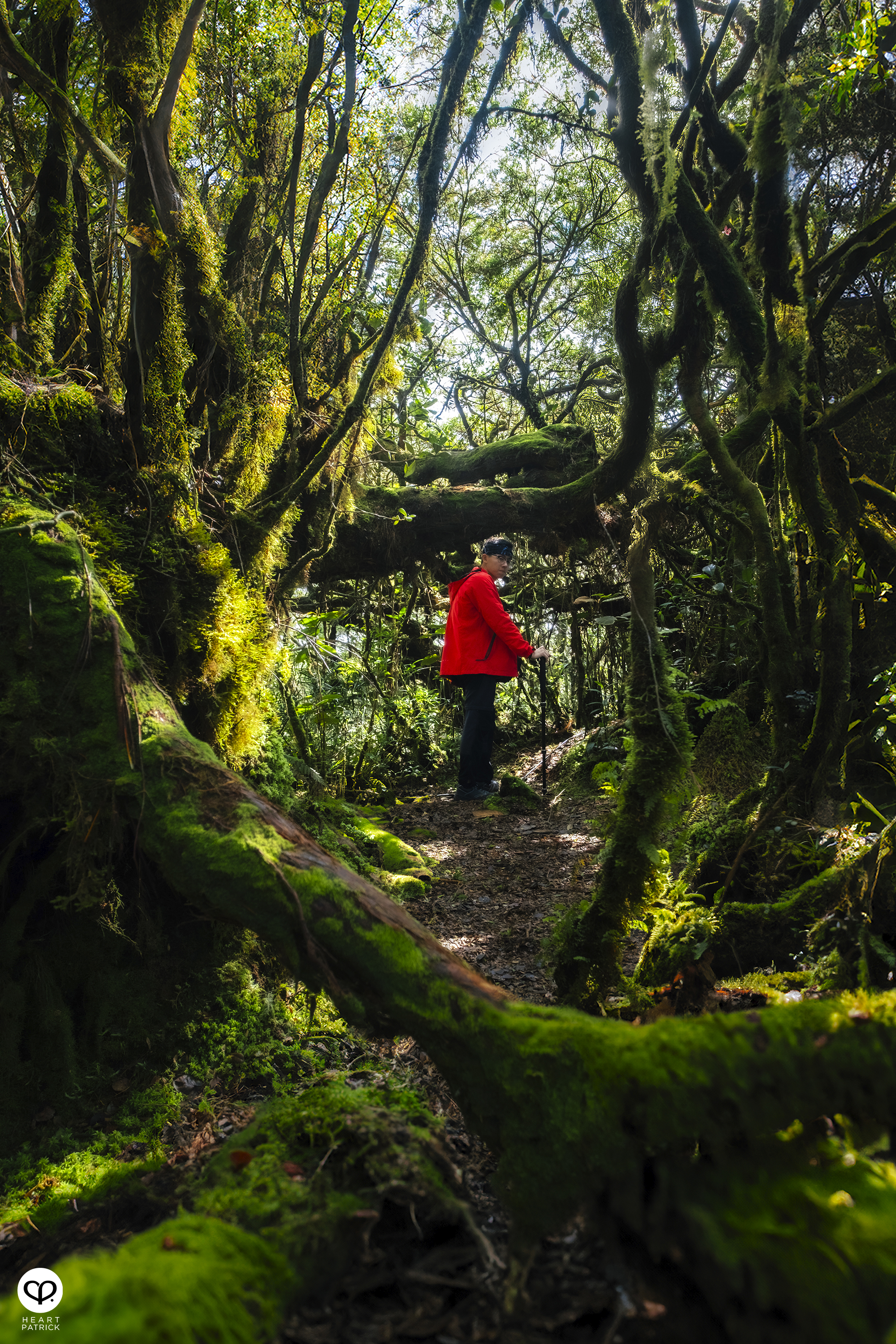 heartpatrick gunung lari tembakau mossy forest genting highlands hiking