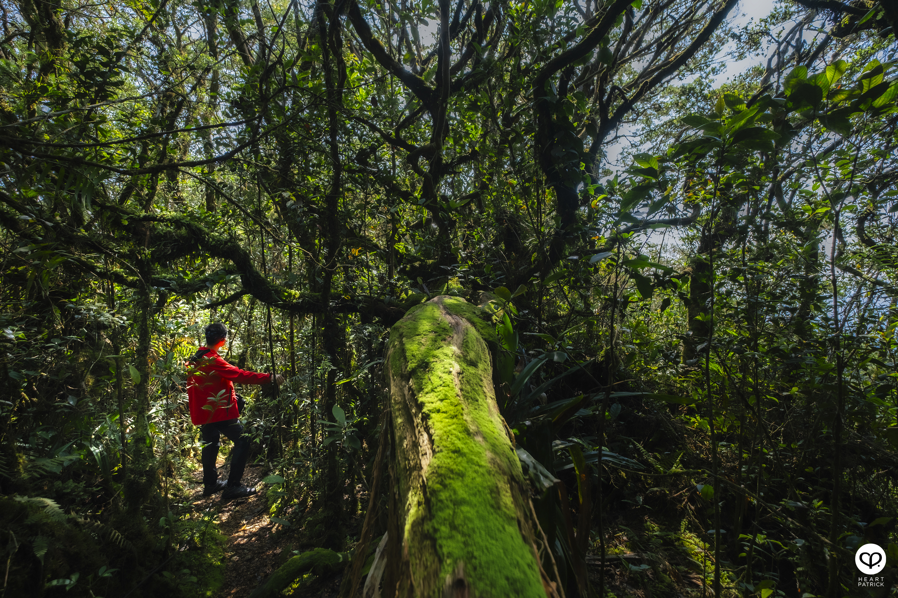 heartpatrick gunung lari tembakau mossy forest genting highlands hiking