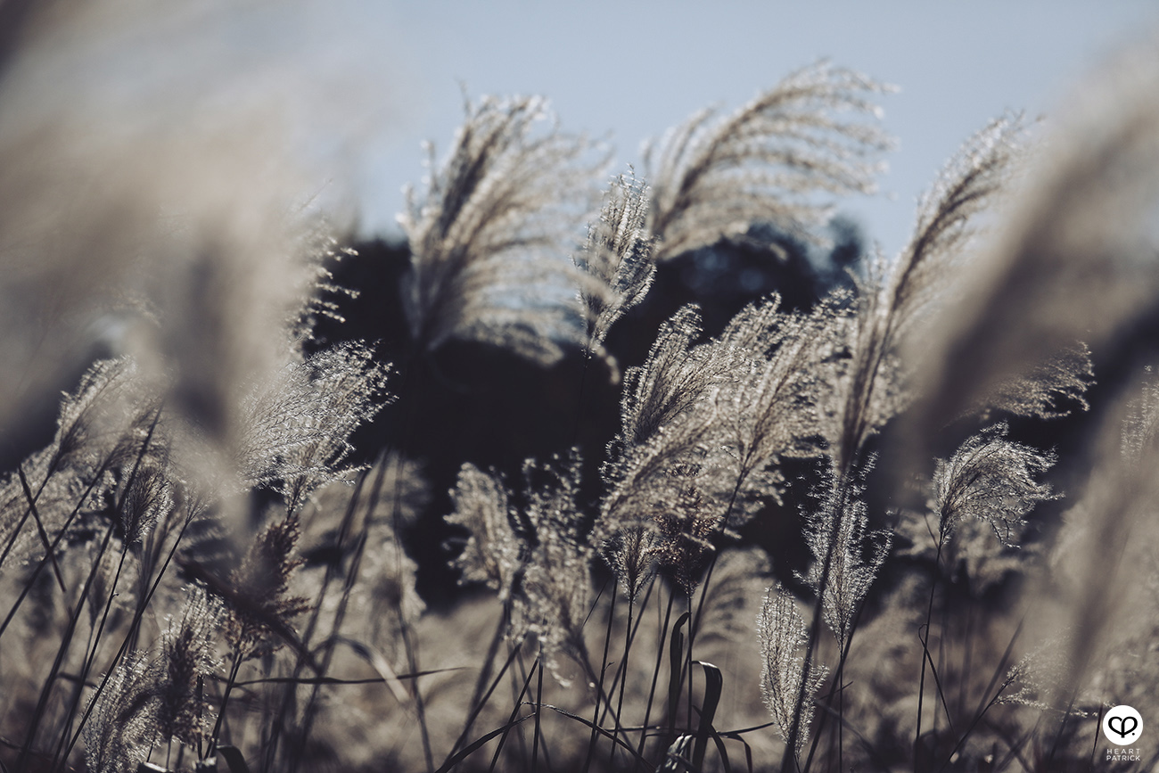 heartpatrick travel mount fuji japan