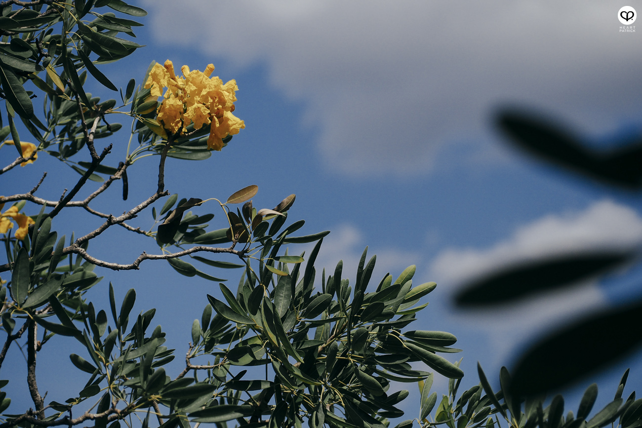 heartpatrick olympus omd mirrorleess em10