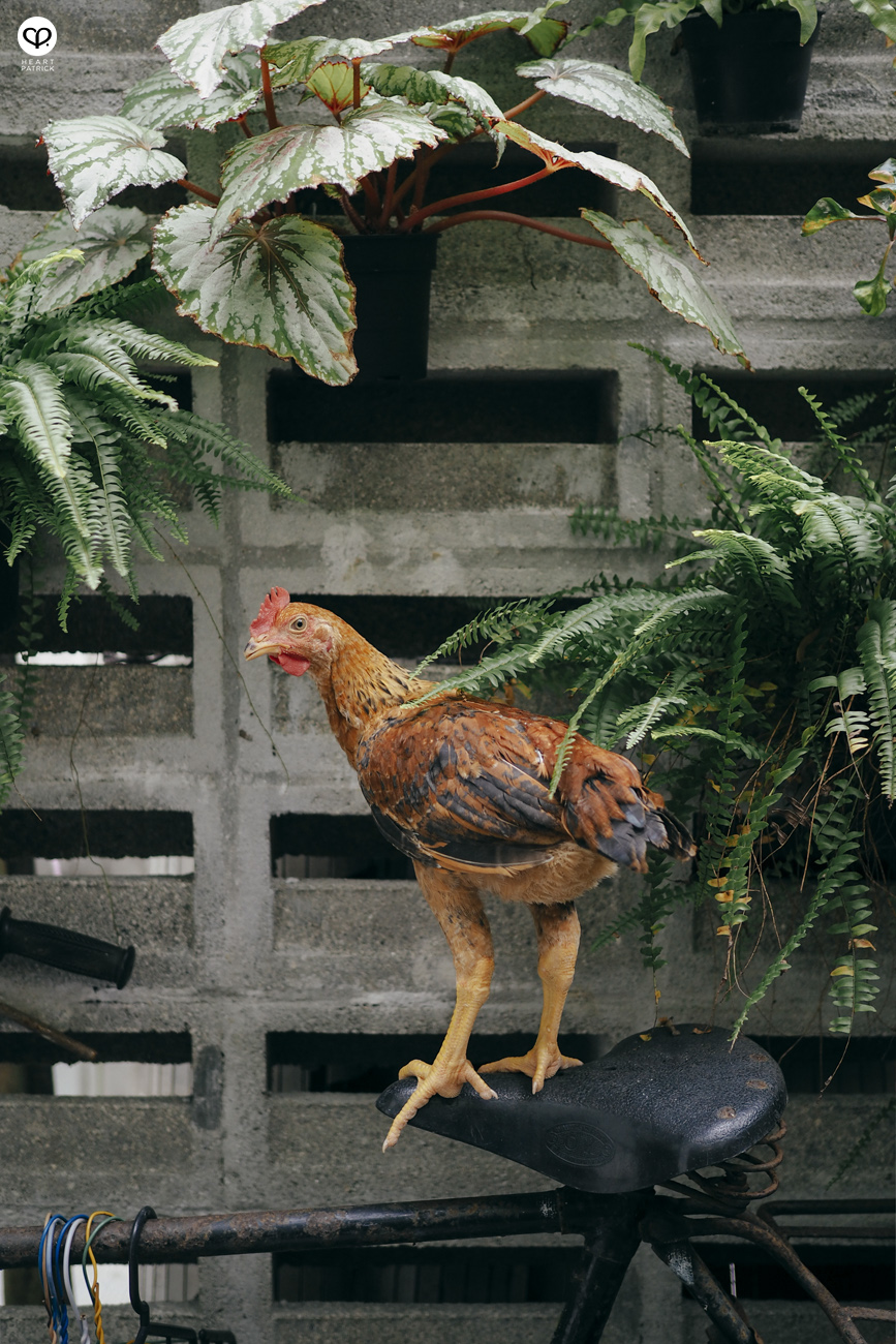 heartpatrick olympus omd mirrorleess em10