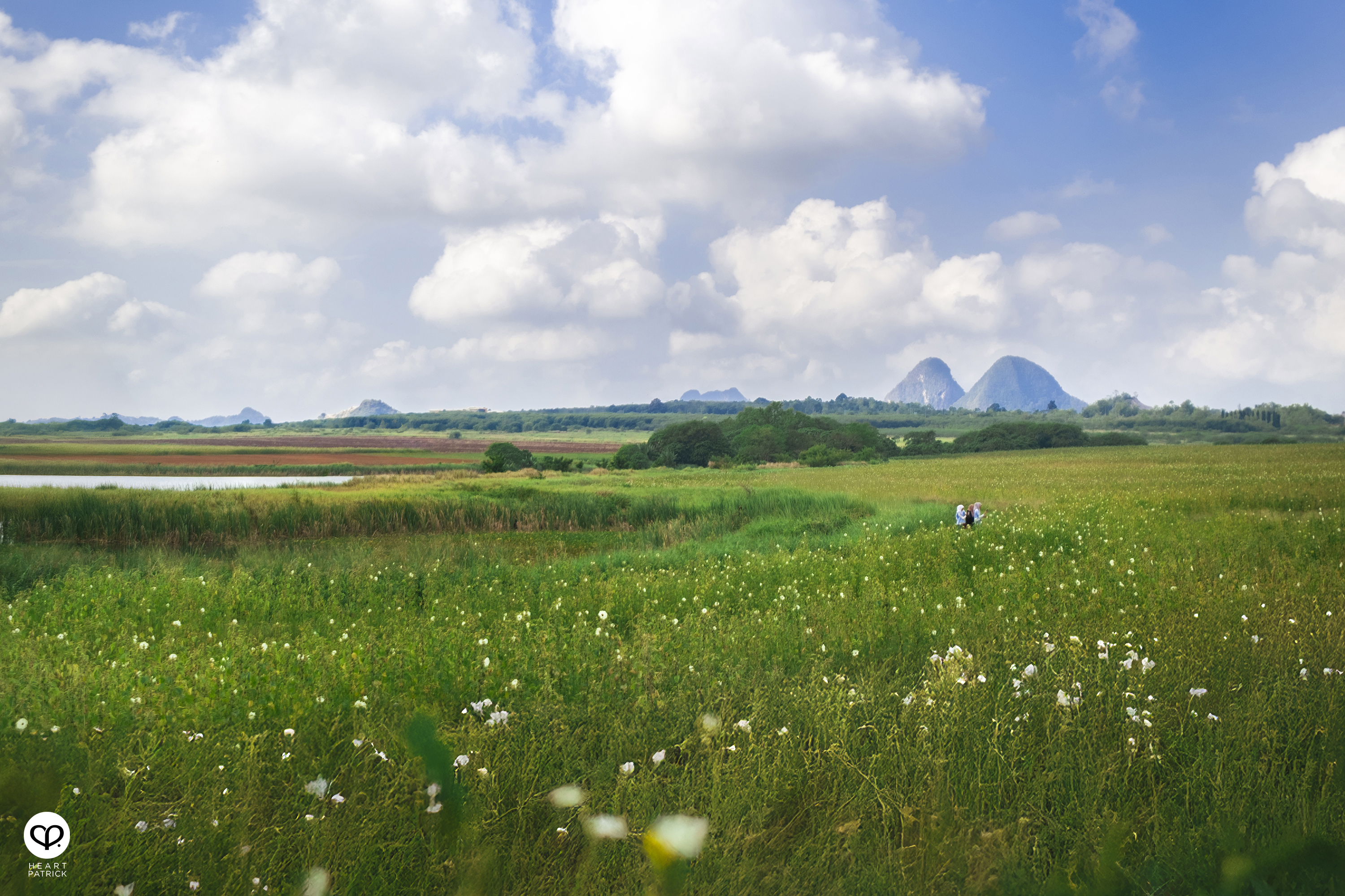 heartpatrick travel street aerial photography chuping valley kenaf plantations perlis malaysia