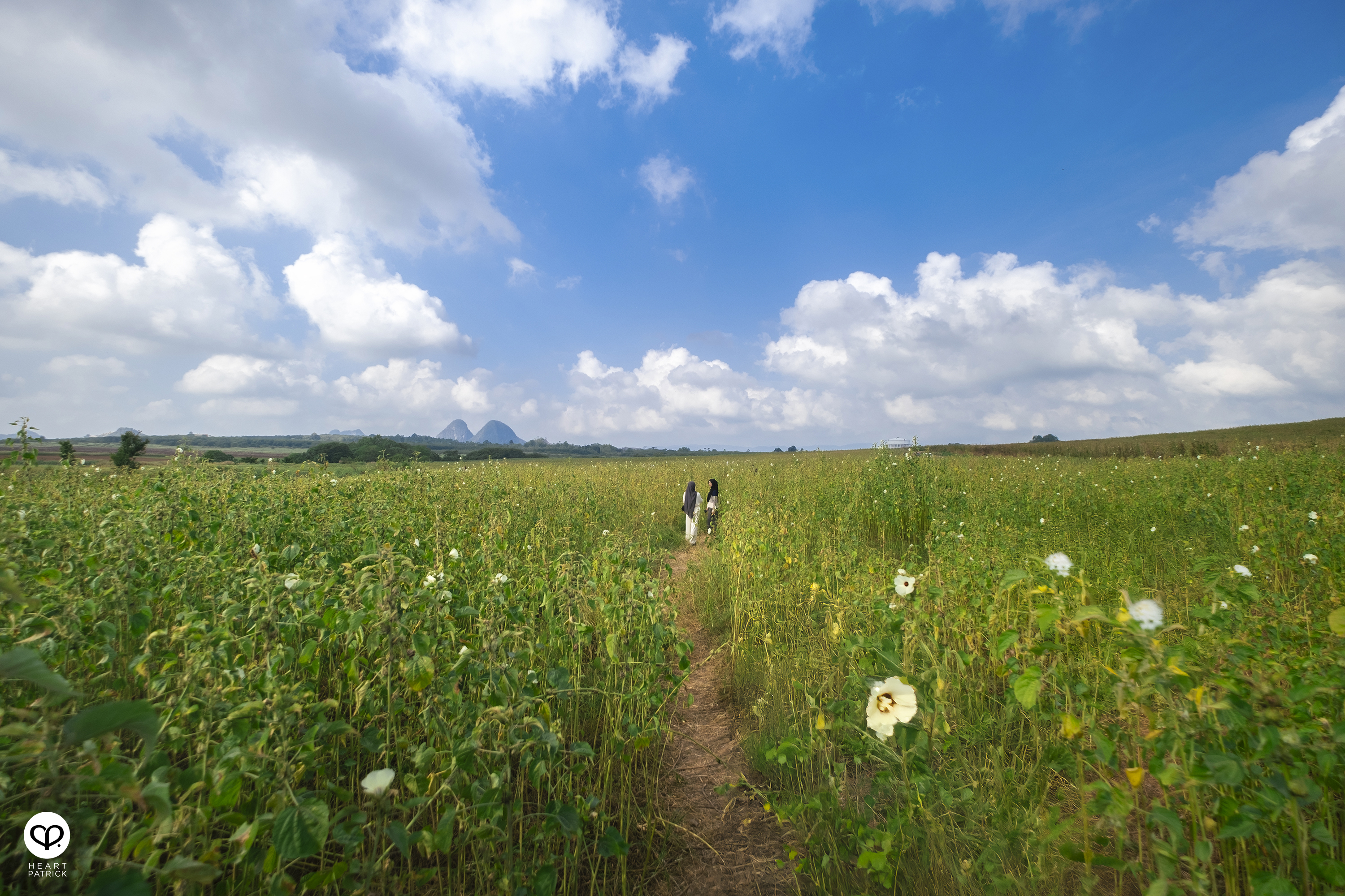 heartpatrick travel street aerial photography chuping valley kenaf plantations perlis malaysia