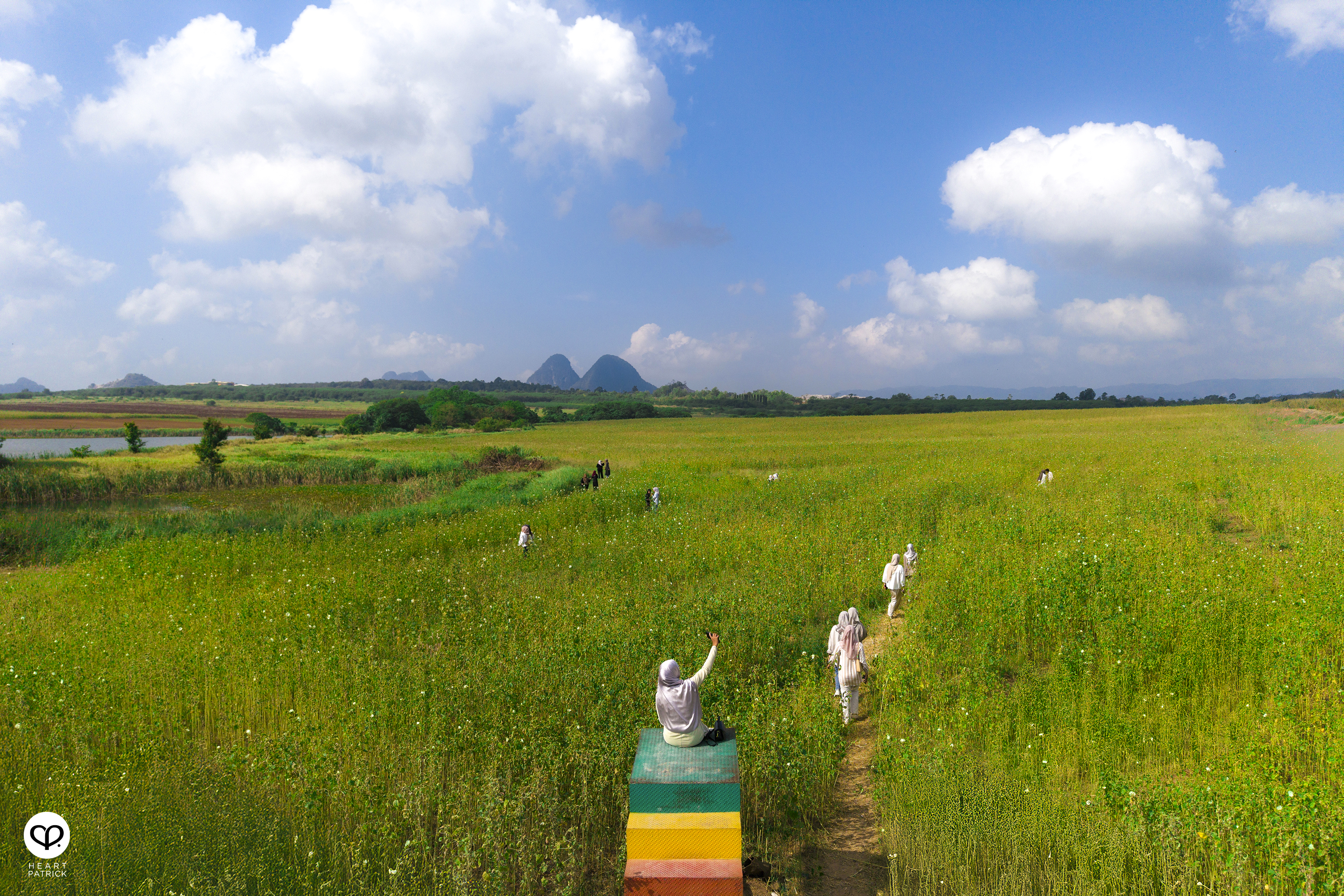 heartpatrick travel street aerial photography chuping valley kenaf plantations perlis malaysia