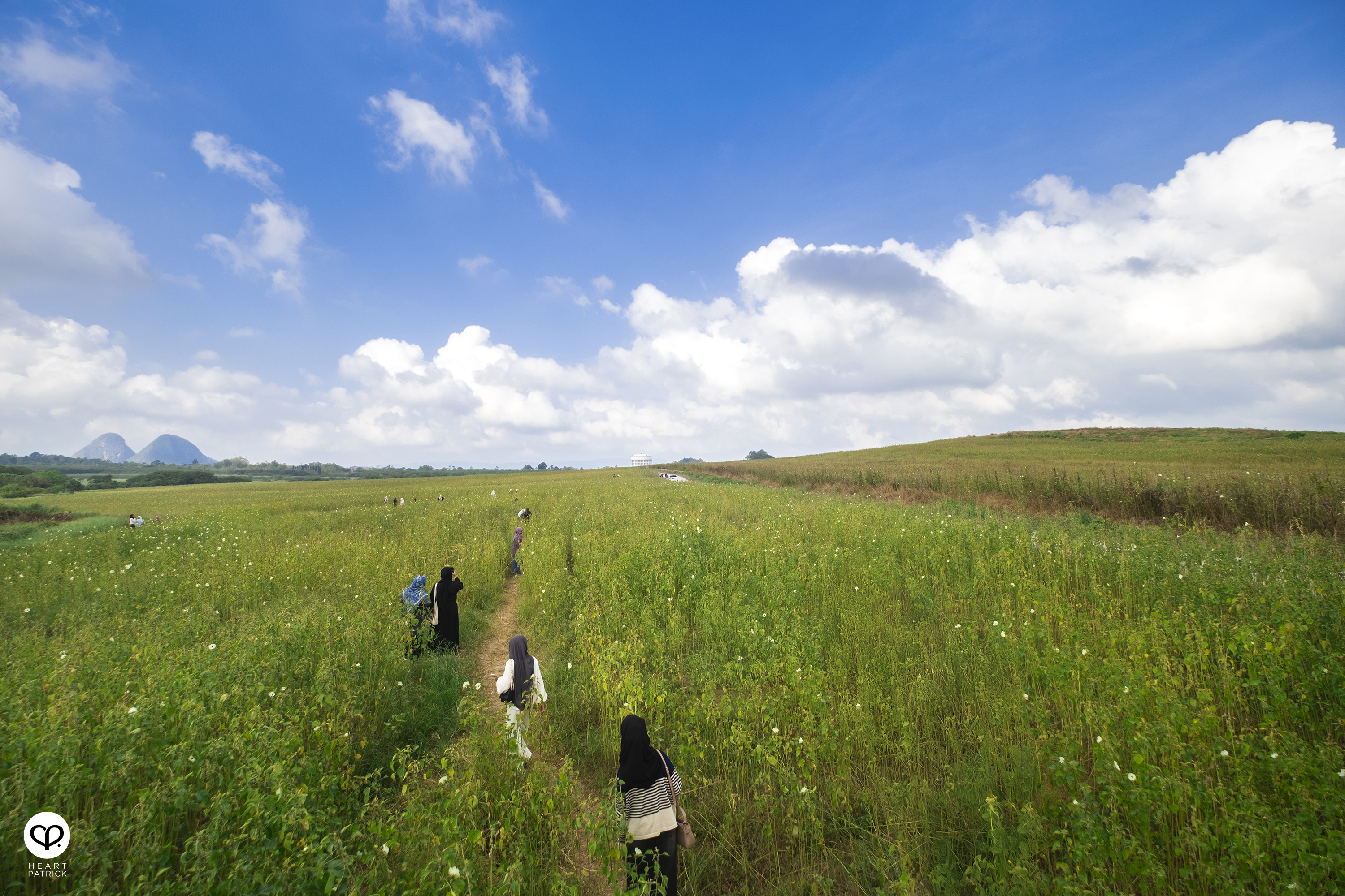 heartpatrick travel street aerial photography chuping valley kenaf plantations perlis malaysia