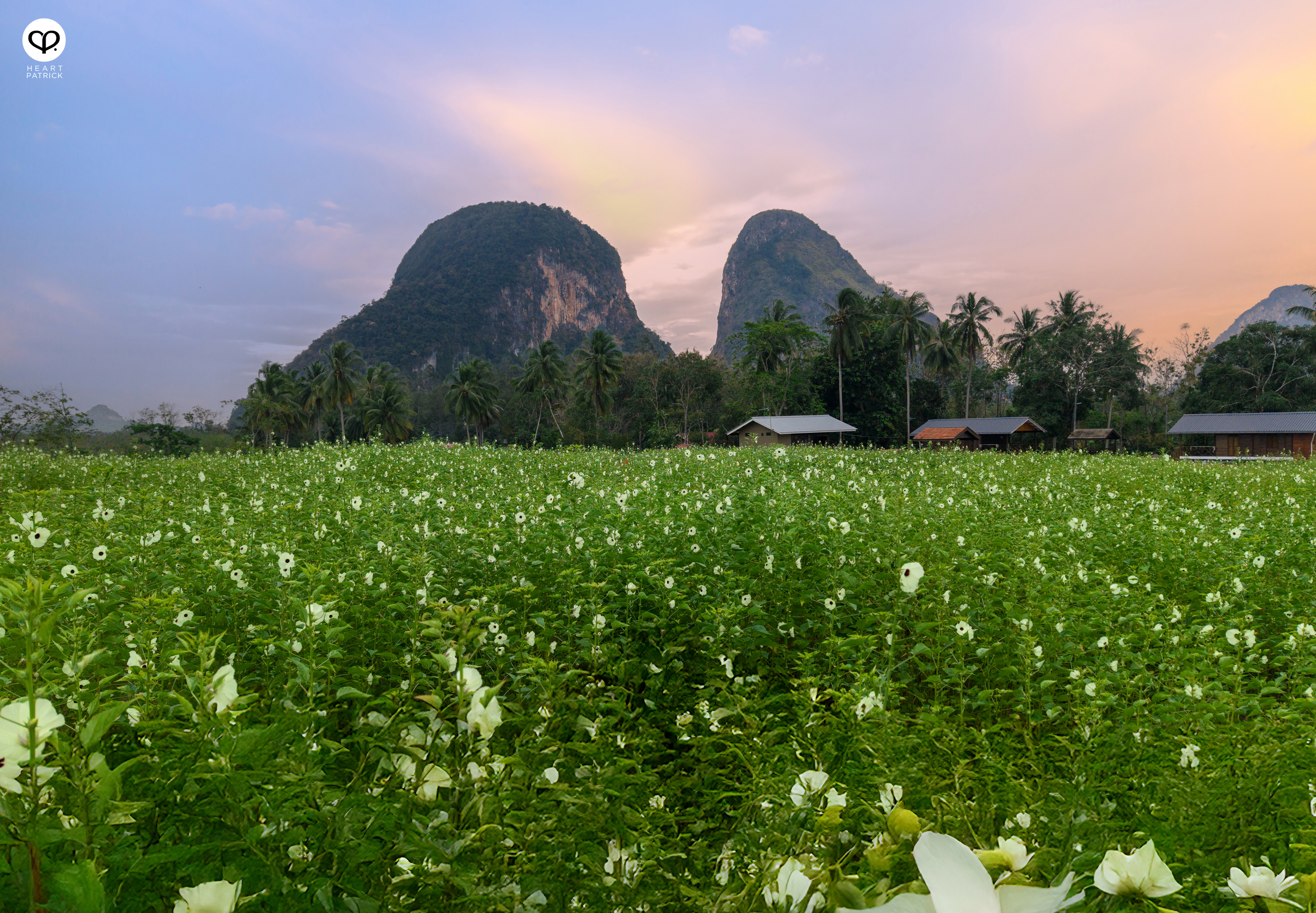 heartpatrick travel street heritage aerial photography perlis malaysia