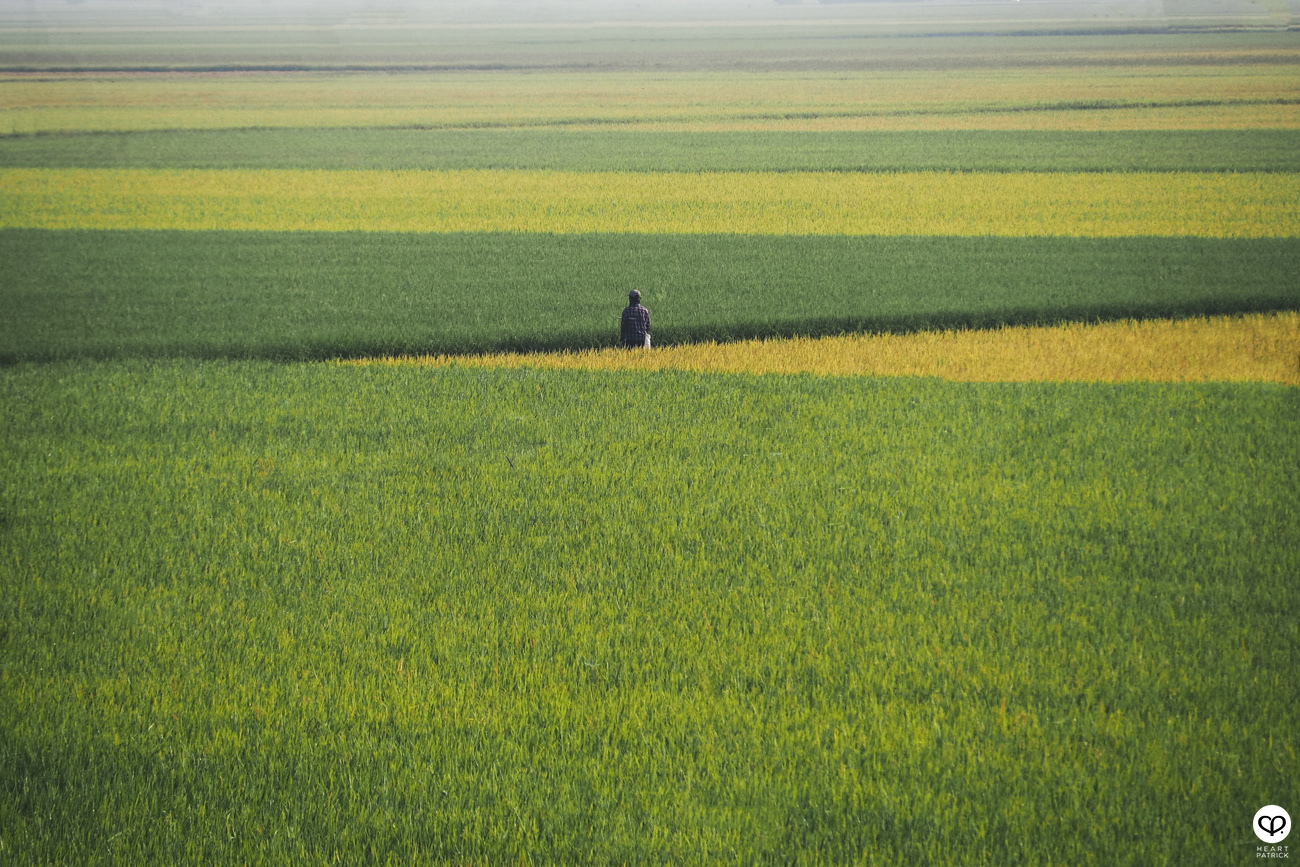 heartpatrick sekinchan urban heritage selangor paddy field golden harvest