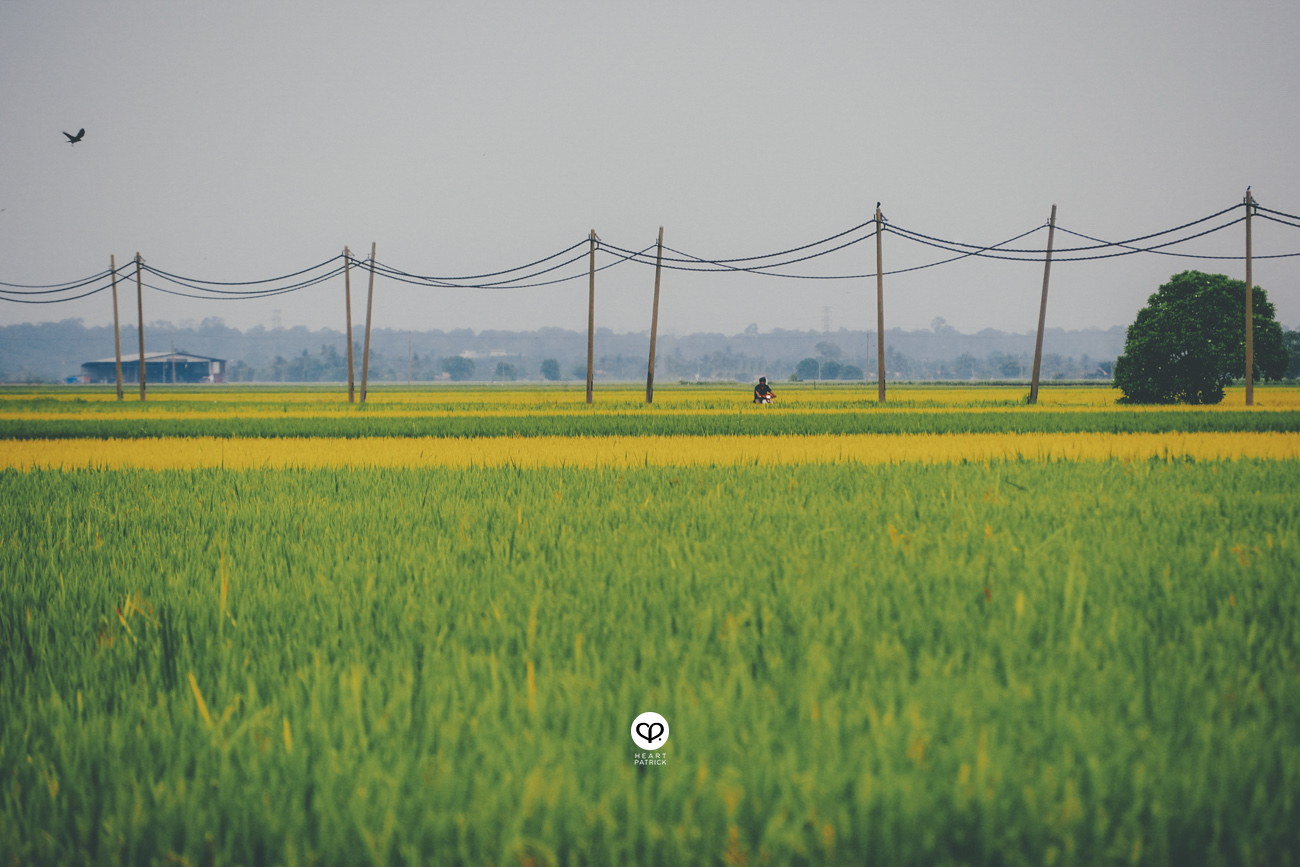 heartpatrick sekinchan urban heritage selangor paddy field golden harvest