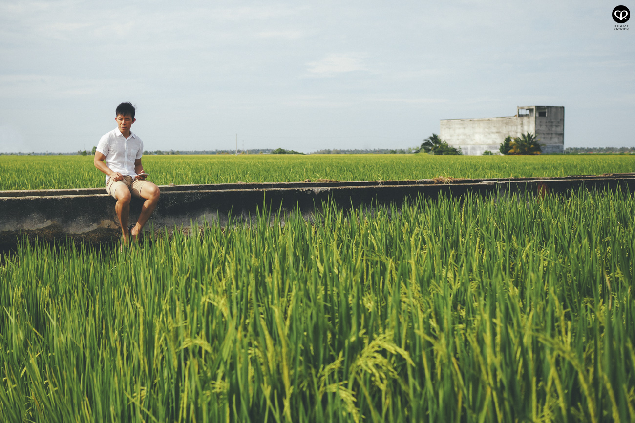 heartpatrick sekinchan urban heritage selangor paddy field golden harvest