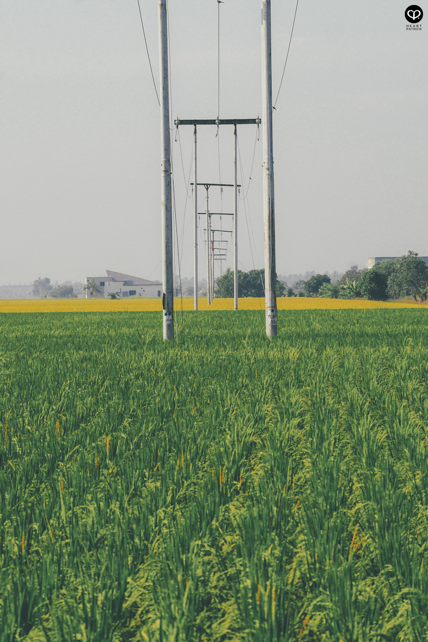 heartpatrick sekinchan urban heritage selangor paddy field golden harvest